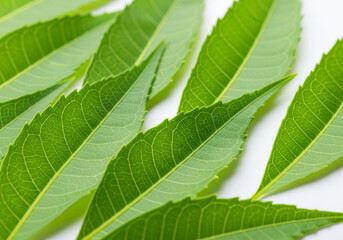 Fototapeta premium Intricate macro photograph capturing the detailed texture and vibrant green veins of multiple organic neem leaves arranged on a clean white background, emphasizing natural patterns.