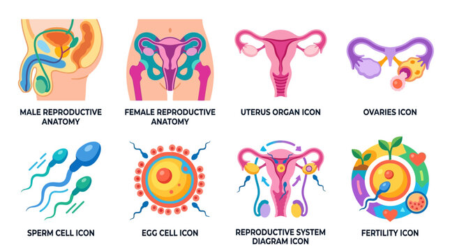 Vector illustration of human reproductive system with detailed male and female anatomy, including uterus, ovaries, sperm and egg cells, and fertility icons in a vector graphic.
