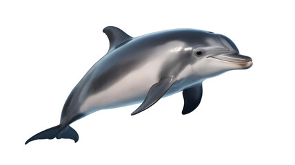 Obraz premium A detailed scientific illustration of a dolphin swimming in water gray and color isolated on transparent white background png