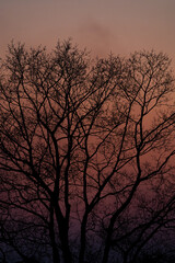 Obraz premium Silhouette of a bare tree with intricate branches standing against a beautiful sunset sky with a gradient of orange and purple colors during a calm evening in nature.