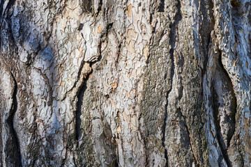 Obraz premium Tree Bark - Pine