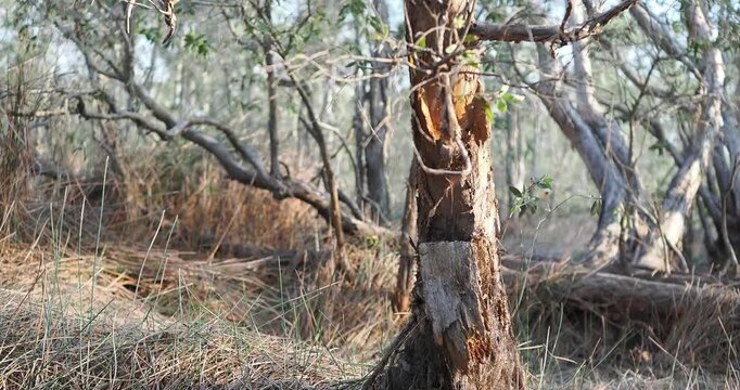 Cajuput tree, paper bark tree in waterlogged forests during the dry season.
