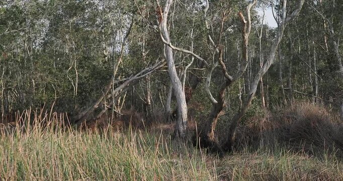 Cajuput tree, paper bark tree in waterlogged forests during the dry season.
