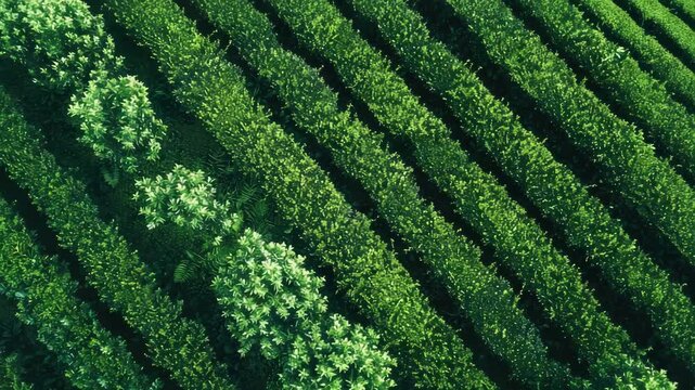 Sustainable Agriculture: Green Row Crop Farming