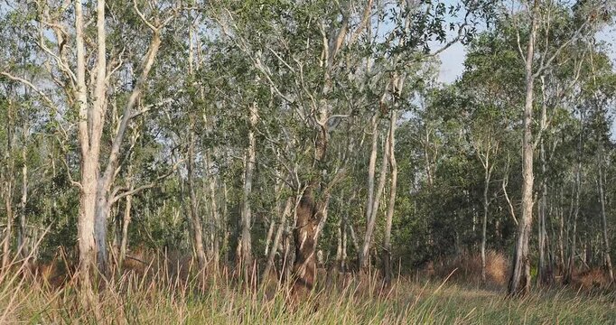 Cajuput tree, paper bark tree in waterlogged forests during the dry season.
