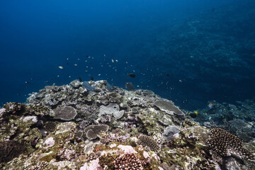 Fototapeta premium Coral Slope and Small Fish in Natural Underwater Scene