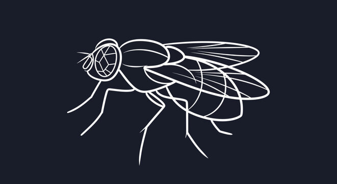 Minimalist white line art drawing of a housefly against a dark background