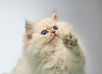 White Siberian colorpoint kitten Neva Masquerade with blue eyes © Mara Zemgaliete