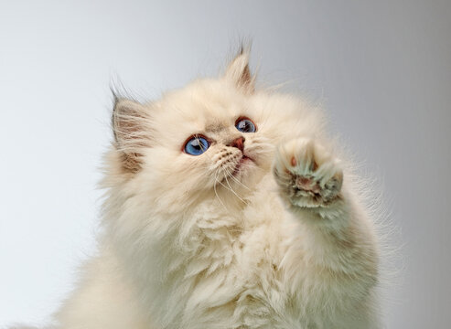 White Siberian colorpoint kitten Neva Masquerade with blue eyes