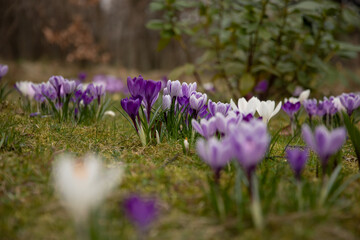 polanka krokusów © meegi