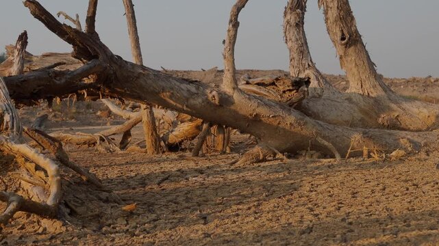 Trees are dying in dry, cracked soil due to drought and global warming.	
