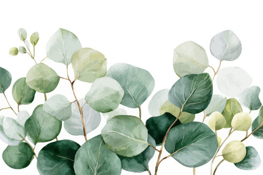 Watercolor eucalyptus leaves on white background: artistic botanical design