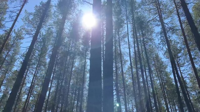 Bright sunlight shining through the tall trunks and green branches of pine trees against a clear blue summer sky