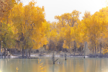 Obraz premium Populus euphratica forest in autumn
