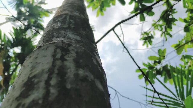 A tree trunk shows lichen growth in a natural outdoor setting with leaves.