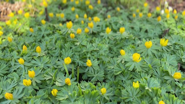 A lush carpet of bright yellow eranthis flowers amidst finely cut green foliage. The early spring display fills the frame with vibrant colour and freshness.