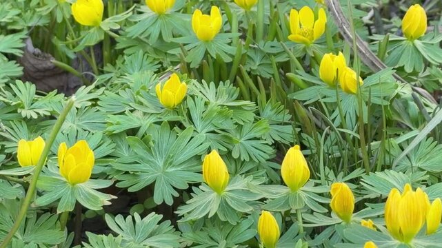 A cluster of bright yellow eranthis flowers in early bloom, surrounded by delicate, fan-shaped green leaves. The fresh spring display fills the frame with vivid colour and natural elegance.