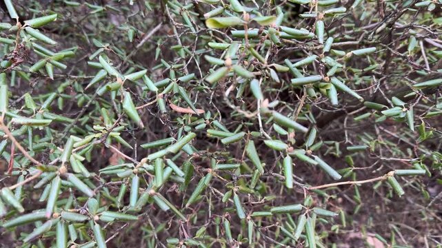 Rhododendron leaves rolled into a tube on a blurred background. Close-up of a plant. Macro video
