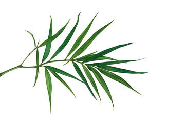 Obraz premium Bamboo branch with fresh green leaves showing natural foliage, tropical plant, and zen growth on transparent background