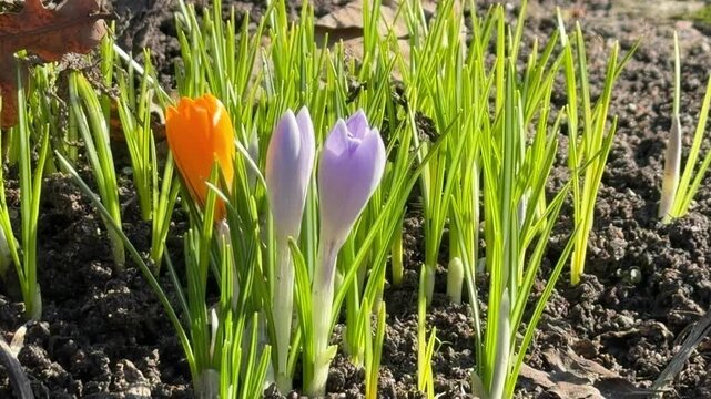delicate crocus flowers of different colors sway in the wind. close-up of flowers against a background of green leaves. colorful macro video of spring snowdrop flowers