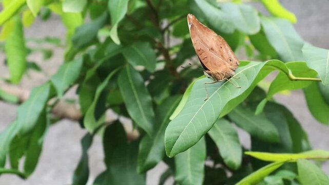 Cose-up shot of a Brown Pansy (Junonia hedonia) butterfly resting on green leaf. Perfect for nature, wildlife, and environmental themes
