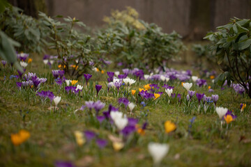 fioletowe krokusy na polnace wiosną © meegi