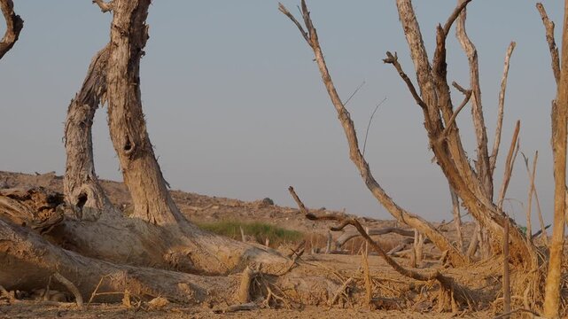 Trees are dying in dry, cracked soil due to drought and global warming.	