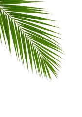 Fototapeta premium Fresh green palm frond isolated on white background
