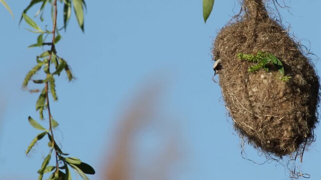Slow motion: Eurasian Penduline Tit building and reinforcing its hanging nest on willow branch