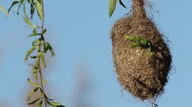 Penduline Tit bird building and moving inside its hanging nest on a willow, slow motion