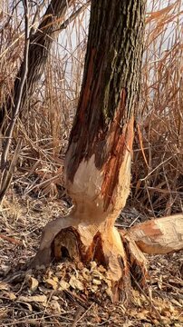tree trunk gnawed by beaver at base near river