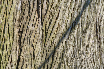 Tree Bark - Sweet Chestnut © Alan