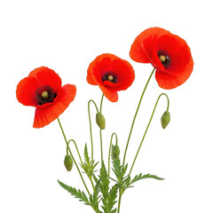 Naklejka premium Three vibrant red poppies with green stems and leaves against a white background isolated on transparent background