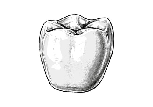 Detailed illustration of a single human molar tooth on a white background