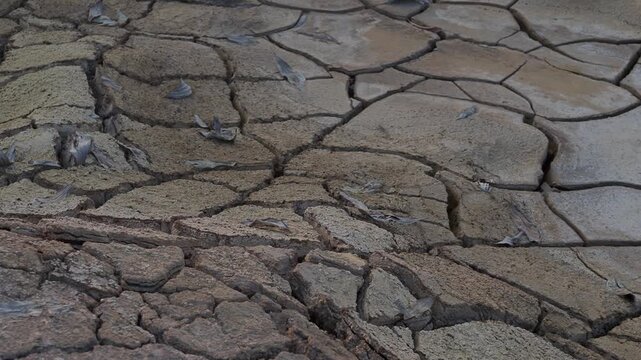 Dry, cracked soil is slightly moist with seasonal rainfall due to global warming.