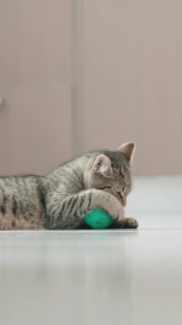 Happy small cat playing with a green jumping ball