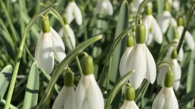 snowdrops in early spring in the sunlight, close-up. swaying in the wind.