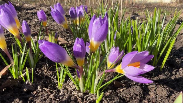 delicate purple crocus flowers in the sunlight on a blurred spring background in close-up. beautiful delicate early spring flowers. highlights and bokeh, swaying in the wind.