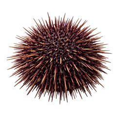 Obraz premium Sea Urchin Isolated on White Background, Spiny Marine Animal Close-Up