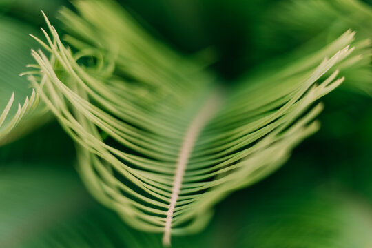 close up de planta. foto macro de planta
