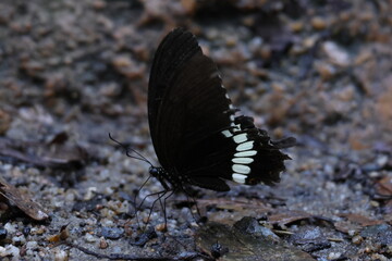 Papillon Papilio polytes noir et blanc posé au sol macro © Bovek Photography