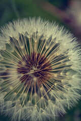 Naklejka premium Dandelion in the woods 