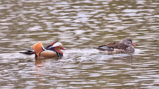 A family of mandarin ducks (Aix galericulata) in a spring park in Poland.