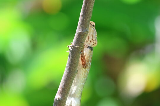 L&eacute;zard Calotes versicolor sur branche avec bokeh vert naturel