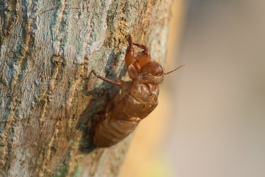 Exuvie de cigale Cicadidae sur tronc d&rsquo;arbre en macro