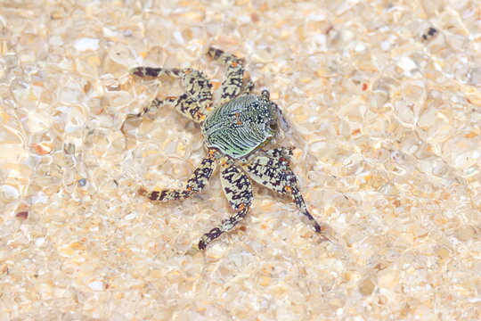 Crabe multicolore tropical proche Grapsus albolineatus sur sable