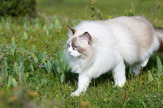 Muppets playing in the grass and desert.
