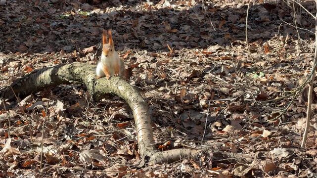 a red squirrel runs up a tree in early spring with a nut
