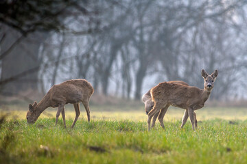 Deer in a natural environment © roobcio