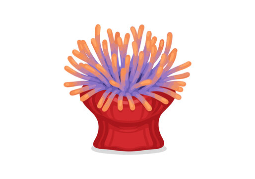 Vibrant sea anemone with colorful tentacles on a clean white background